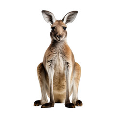 Kangaroo photograph isolated on white background
