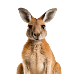 Fotobehang Kangaroo photograph isolated on white background © Herlita