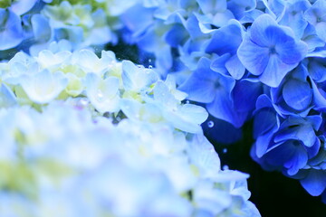 雨のあとのアジサイ