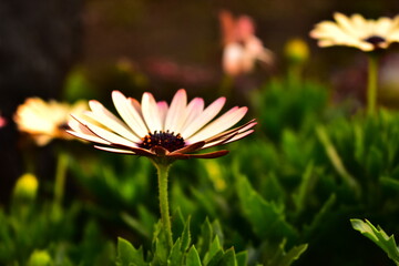 オステオスペルマム