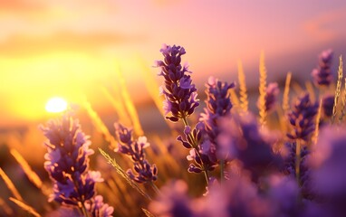 A Serene and Romantic View of Close up Lavender field during golden hour