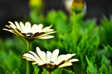 オステオスペルマム