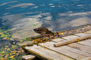 A duck at the River Una near near Lohovo in the Una National Park. Una-Sana Canton, Federation of Bosnia and Herzegovina. Early September
