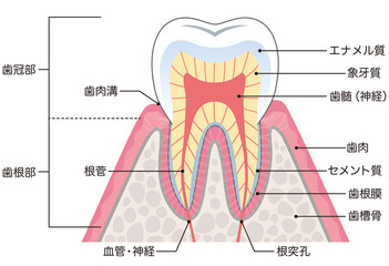 歯の構造　断面図