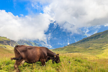 Cow grazing on a green alpine meadow in the Swiss Alps, Switzerland