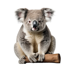 Koala photograph isolated on white background