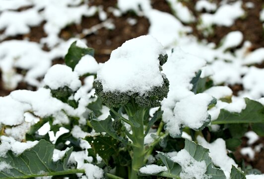 Snow on broccoli in an organic garden, late autumn. One of the healthiest vegetables grows even in autumn.