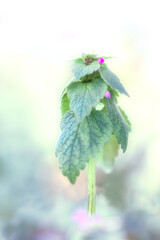 Petite plante verte avec minuscules fleurs mauves