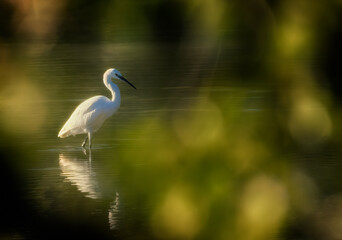 Grande aigrette ou héron blanc cherchant le poisson pour son diner