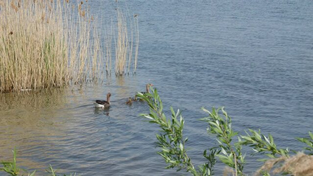 family of four Wild geese at lake Jezioro Duże Żnińskie in Żnin, Poland.