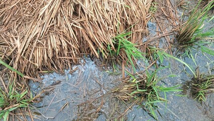 The picture of mud and straw in the harvested rice field area