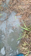 The picture of mud and straw in the harvested rice field area
