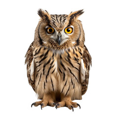 Owl photograph isolated on white background