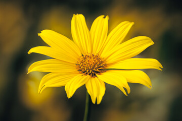yellow flower on a black background