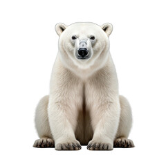 Polar Bear photograph isolated on white background