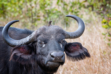 Buffalo taxi