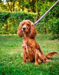 A cocker spaniel dog sits on a background of green trees. He is kept on a leash. Hunter. Dog training. WARNING. The photo is blurred.
