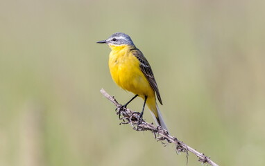 yellow billed kingfisher