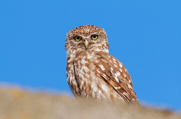 great owl