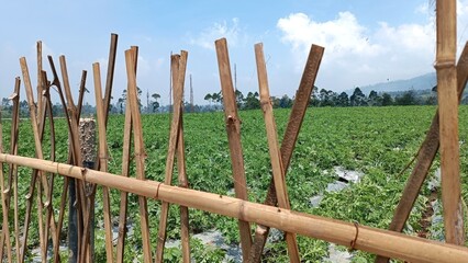 The portrait of a bamboo fence arrangement in the potato cultivation area