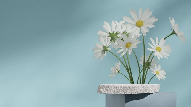 daisy flower and sky blue wall in 3d render footage of blank space white rock podium seamless shadow animation looping
