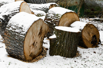 Large linden stumps covered with snow in the forest
