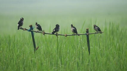 A mist-kissed winter morning as a flock of Indian Pied Mynas sits perched amidst the verdant greenery of a tranquil paddy field, their melodic chirping painting a serene portrait of nature's charming 