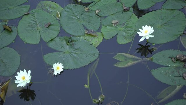 Shaluk flower water lily bloomed in the water of the black river