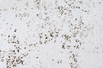 Gray mold and fungus on the wall of the room, the effects of high and excessive humidity in the room.