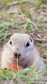 Gopher eats carrot, vertical close up