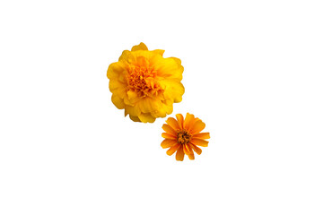 Close-up of yellow marigold flowers isolated on transparent background png file.