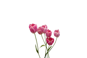 Close-up of pink tulips isolated on transparent background png file.