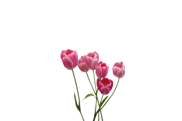 Close-up of pink tulips isolated on transparent background png file.