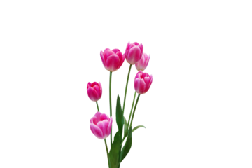 Close-up of pink tulips isolated on transparent background png file.