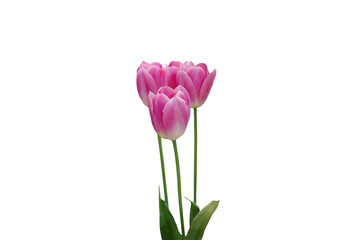 Close-up of pink tulips isolated on transparent background png file.