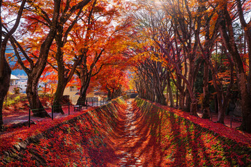 Autumn forest red maple leaf. Momiji kairo festival, the most famouse autumn festival Kawaguchiko lake, Japan. - obrazy, fototapety, plakaty