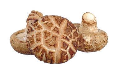 Shiitake mushrooms isolated on white background