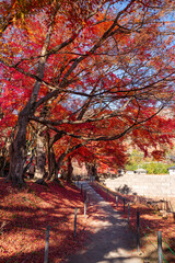 Autumn forest red maple leaf. Momiji kairo festival, the most famouse autumn festival Kawaguchiko lake, Japan.