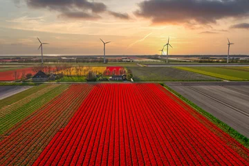 Fotobehang Drone photo of colorful bulb fields in The Netherlands. © Alex de Haas