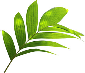 green palm leaf on transparent background png file © studio2013