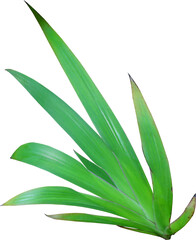 green lily leaf on transparent background png file
