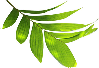green palm leaf on transparent background png file