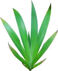 tropical nature green lily leaf on transparent background png file