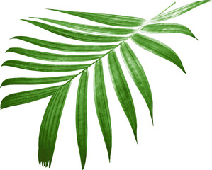 tropical nature green palm leaf on transparent background png file