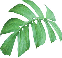 tropical jungle monstera leaves , Swiss Cheese leaf tree isolated on transparent background png file © studio2013