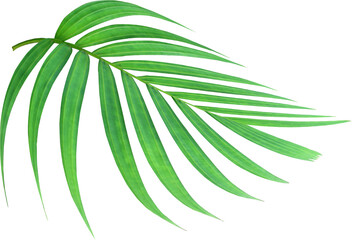 tropical nature green palm leaf on transparent background png file