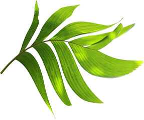 tropical nature green palm leaf pattern