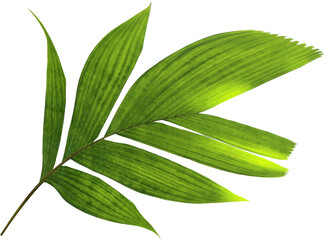 tropical nature green palm leaf on transparent background png file © studio2013