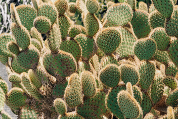 A cluster of prickly pear cacti with their characteristic spiny pads in bright sunlight