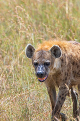 Spotted hyena walking in the grass on the savanna